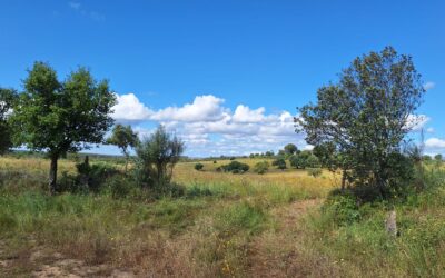 Permacultuur Project in Portugal